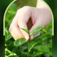 Tea Tree Acne Facial Cream Oil Control